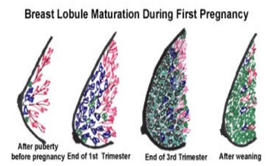 breastlobulematuration.jpg