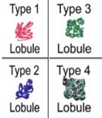 lobules.jpg