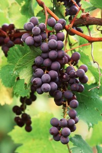 photostogo-350926grapeslight